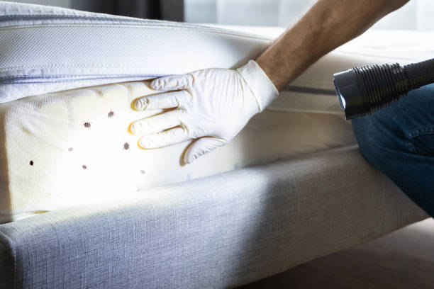 Flea Control Services in Cumings, TX